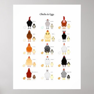 kuikens en eierenkaart poster