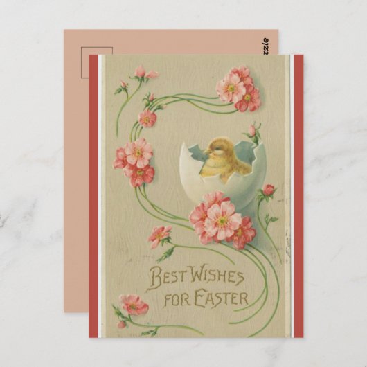  kuikens in eierroze zwenkrooster Pasen Briefkaart (Voorkant / Achterkant)