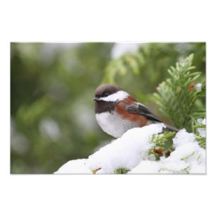 Kuikens in sneeuw op een Cedar-boom Foto Afdruk