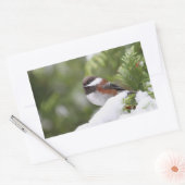 Kuikens in sneeuw op een Cedar-boom Rechthoekige Sticker (Envelop)