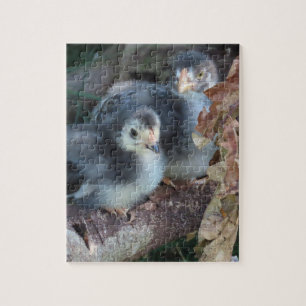 Kuikens Legpuzzel