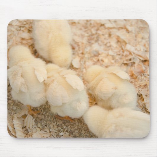 kuikens muismat (Voorkant)