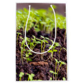 Kuitgras Medium Cadeauzakje (Voorkant)