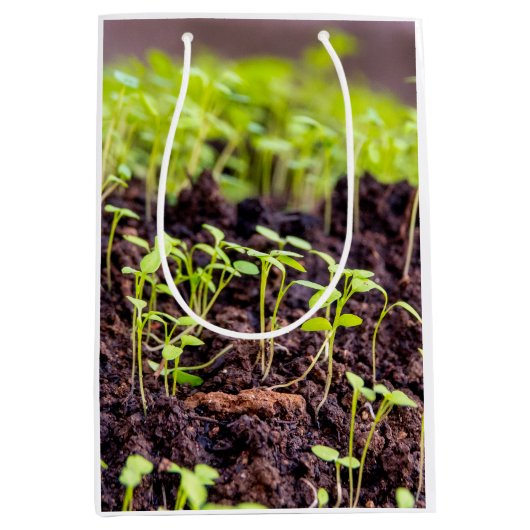 Kuitgras Medium Cadeauzakje (Voorkant)