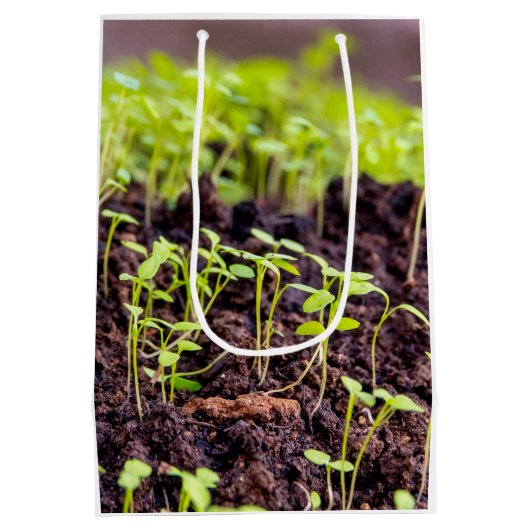 Kuitgras Medium Cadeauzakje (Achterkant)