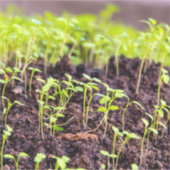 Kuitgras Sticker (Voorkant)