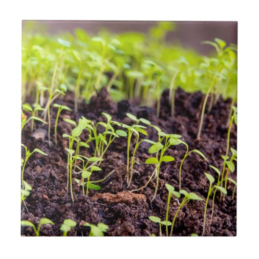 Kuitgras Tegeltje (Voorkant)