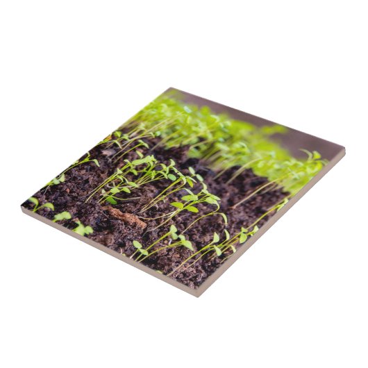 Kuitgras Tegeltje (Zijkant)