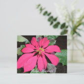 Kula Poinsettia Briefkaart (Staand voorkant)