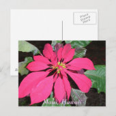 Kula Poinsettia Briefkaart (Voorkant / Achterkant)