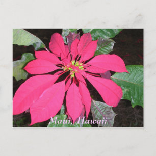 Kula Poinsettia Briefkaart