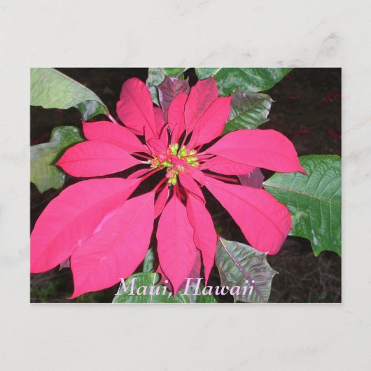 Kula Poinsettia Briefkaart (Voorkant)