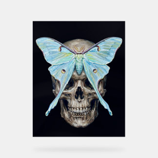 kull en Luna Moth — Memento Mori Impasto Poster
