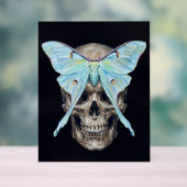 kull en Luna Moth — Memento Mori Impasto Poster (Neutraal)