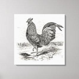  Kulm Fowl Rooster Chicken - Chickens Hen Canvas Afdruk