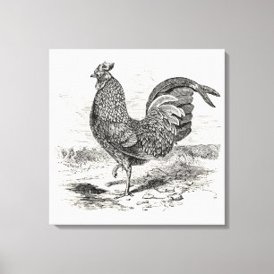  Kulm Fowl Rooster Chicken - Chickens Hen Canvas Afdruk