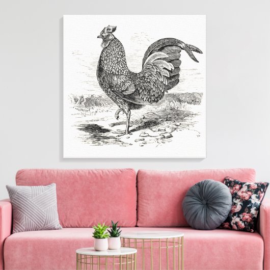 Kulm Fowl Rooster Chicken - Chickens Hen Canvas Afdruk (Insitu (Woonkamer))