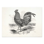  Kulm Fowl Rooster Chicken - Chickens Hen Foto Afdruk (Voorkant)