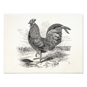  Kulm Fowl Rooster Chicken - Chickens Hen Foto Afdruk