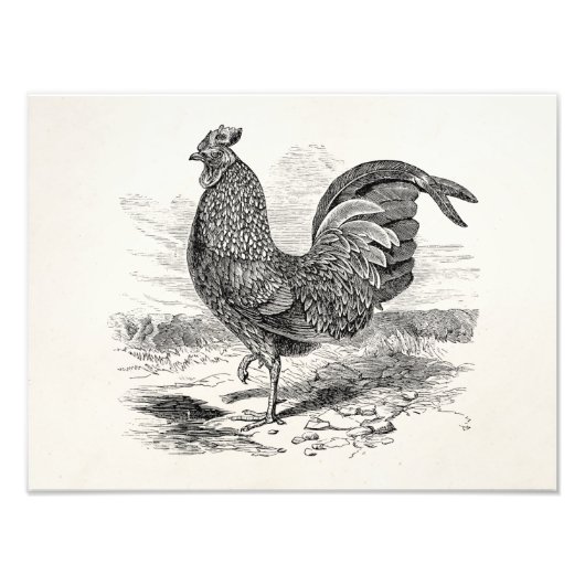 Kulm Fowl Rooster Chicken - Chickens Hen Foto Afdruk (Voorkant)