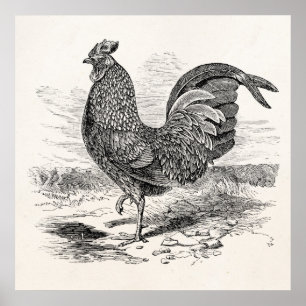  Kulm Fowl Rooster Chicken - Chickens Hen Poster