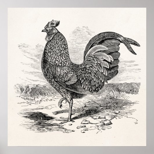 Kulm Fowl Rooster Chicken - Chickens Hen Poster (Voorkant)