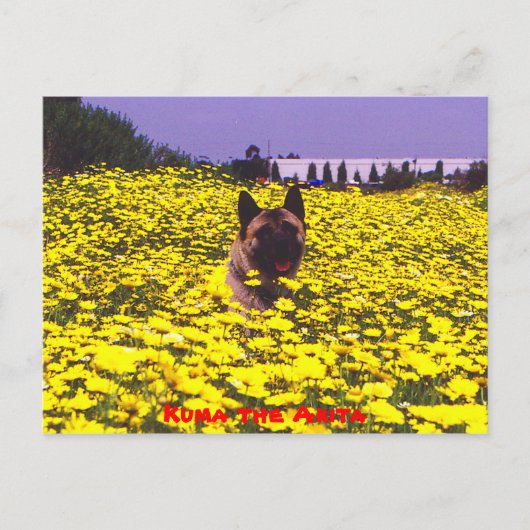 Kuma the Akita Briefkaart (Voorkant)