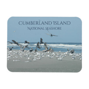 Kumberland Island Beach, Flocking Birds, Ocean Magneet
