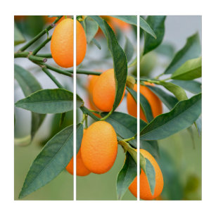 Kumquat groeit op boom drieluik