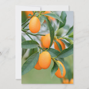 Kumquat groeit op boomkussen kaart