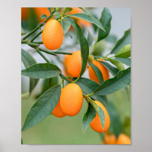 Kumquat groeit op boomkussen poster