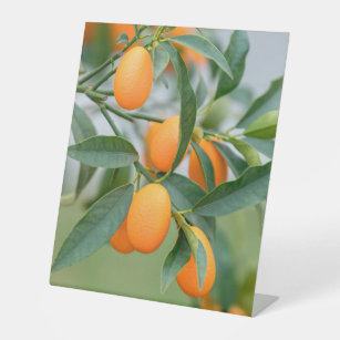 Kumquat groeit op boomkussen reclamebord met voetstuk