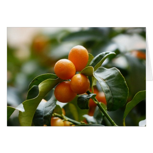 Kumquats op Kumquat Tree Branch (Voorkant Horizontaal)