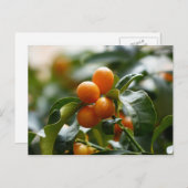Kumquats op Kumquat Tree Branch Briefkaart (Voorkant / Achterkant)