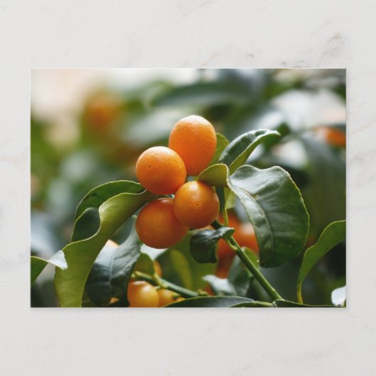 Kumquats op Kumquat Tree Branch Briefkaart (Voorkant)