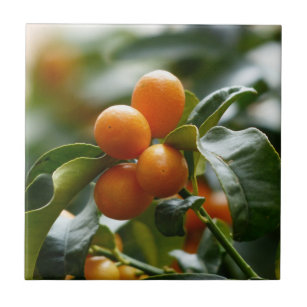 Kumquats op Kumquat Tree Branch Tegeltje