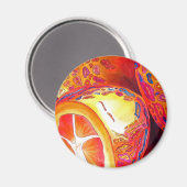 Kumquats sinaasappel citrus waterverf vruchtenkuns magneet (Voorkant / Achterkant)