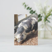 Kunekune Pig Briefkaart (Staand voorkant)