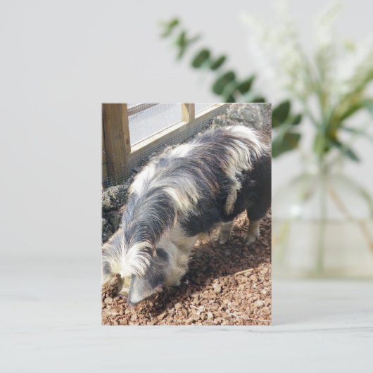 Kunekune Pig Briefkaart (Staand voorkant)