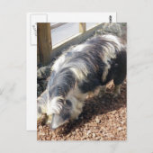 Kunekune Pig Briefkaart (Voorkant / Achterkant)