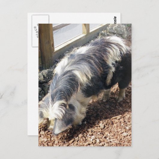 Kunekune Pig Briefkaart (Voorkant / Achterkant)