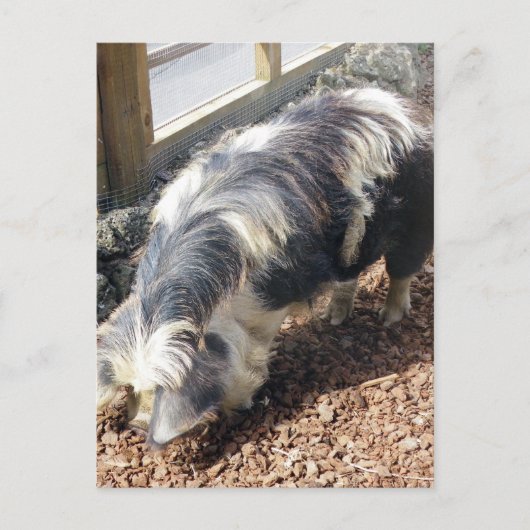 Kunekune Pig Briefkaart (Voorkant)