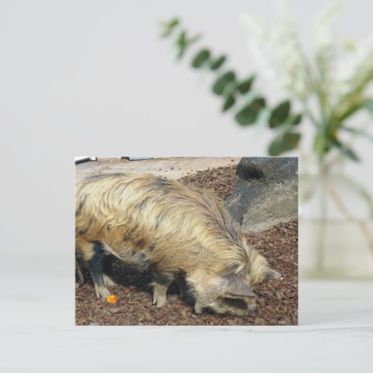 Kunekune Pig Briefkaart (Staand voorkant)