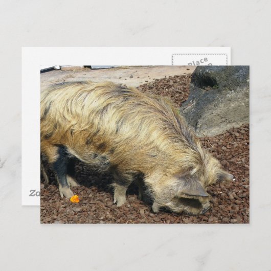 Kunekune Pig Briefkaart (Voorkant / Achterkant)