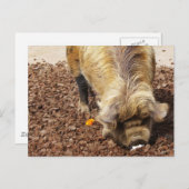 Kunekune Pig Briefkaart (Voorkant / Achterkant)