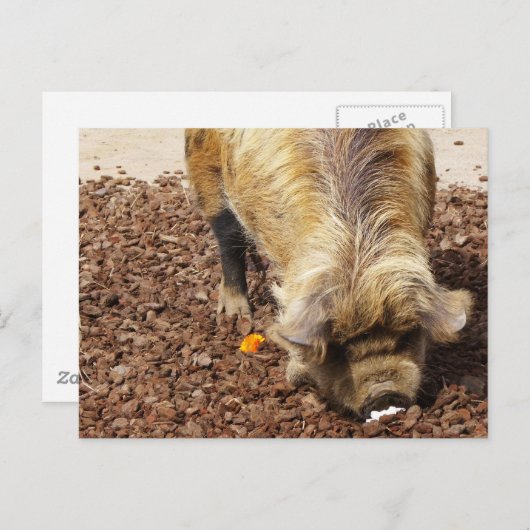 Kunekune Pig Briefkaart (Voorkant / Achterkant)