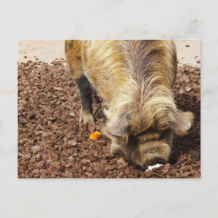 Kunekune Pig Briefkaart