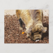 Kunekune Pig Briefkaart (Voorkant)