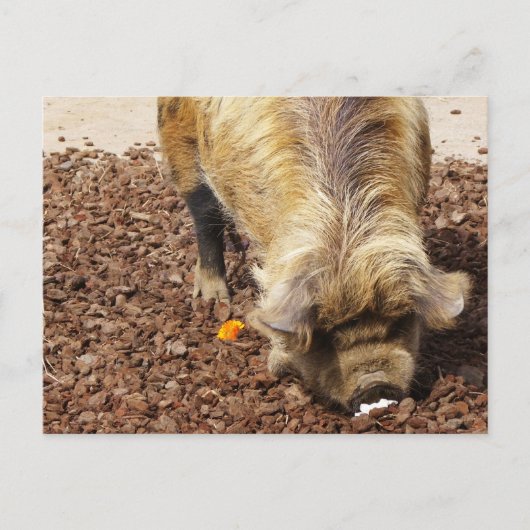 Kunekune Pig Briefkaart (Voorkant)