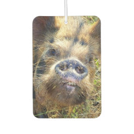 KuneKune Pig Luchtverfrisser